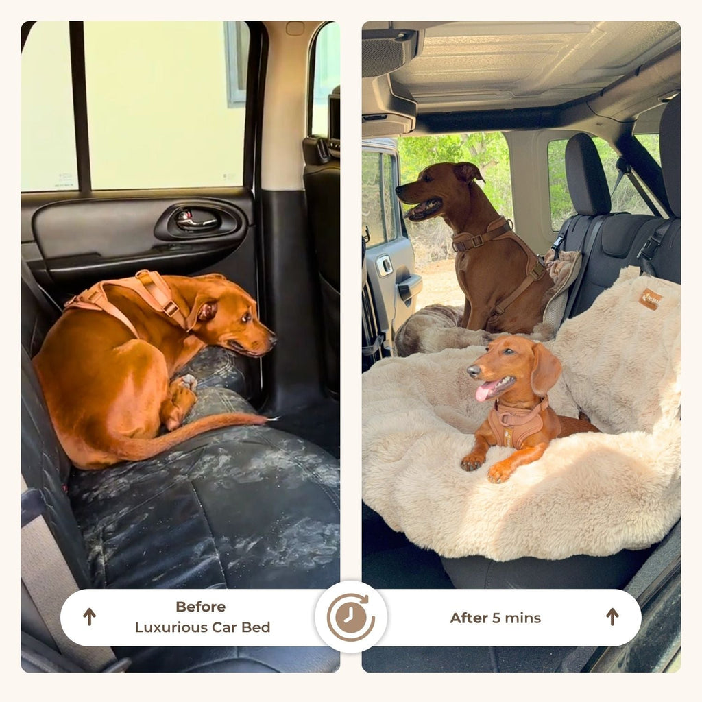 Luxurious Cozy Car Bed ( 1+1 )
